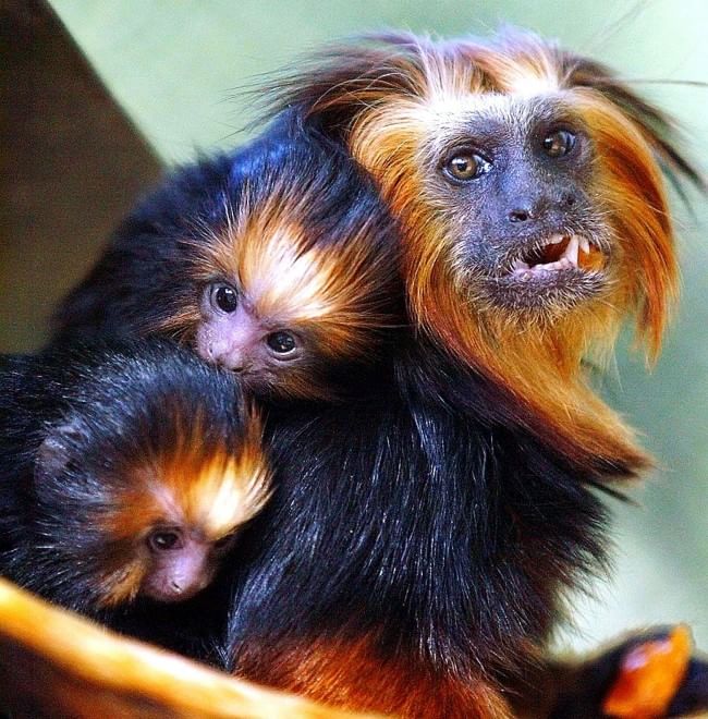 Francia, rubate dallo zoo di Beauval 17 scimmie di specie rarissime