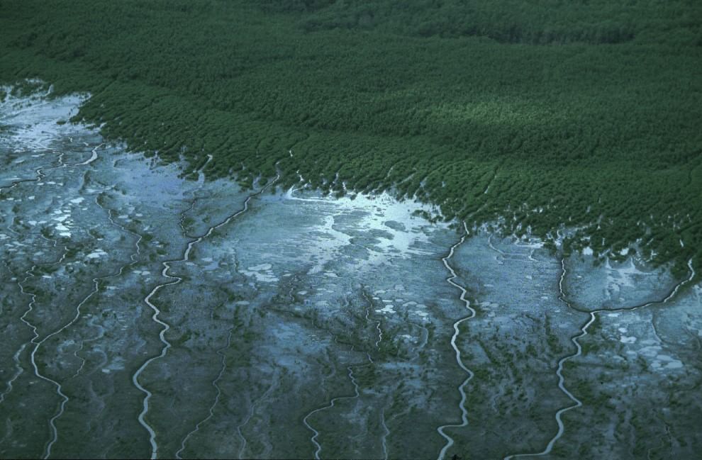 Foreste, la cintura di sicurezza verde contro i disastri naturali