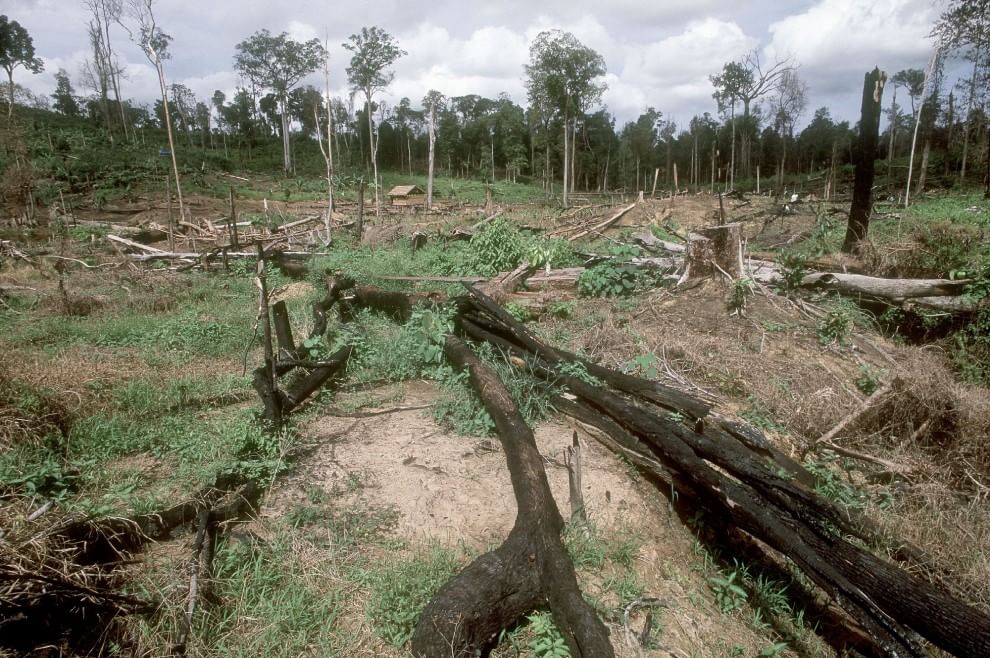 Foreste, la cintura di sicurezza verde contro i disastri naturali