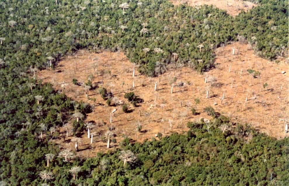 Foreste, la cintura di sicurezza verde contro i disastri naturali