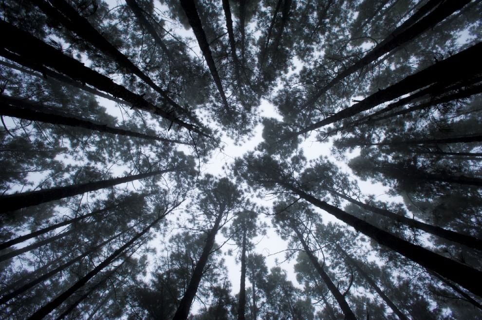 Foreste, la cintura di sicurezza verde contro i disastri naturali