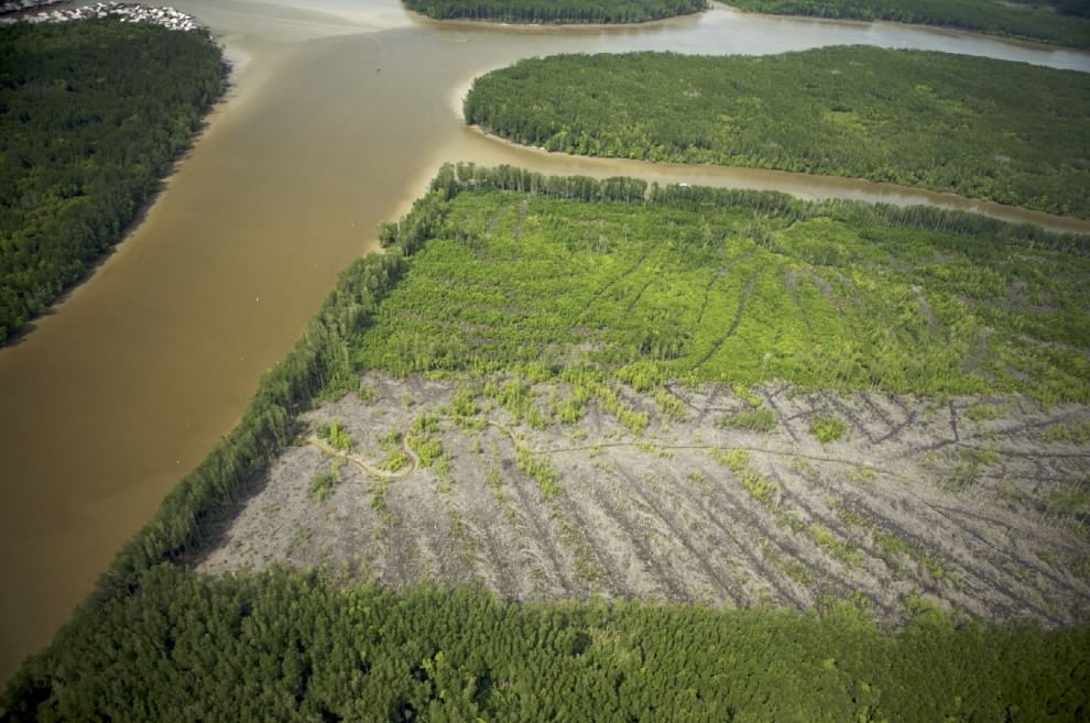 Foreste, la cintura di sicurezza verde contro i disastri naturali