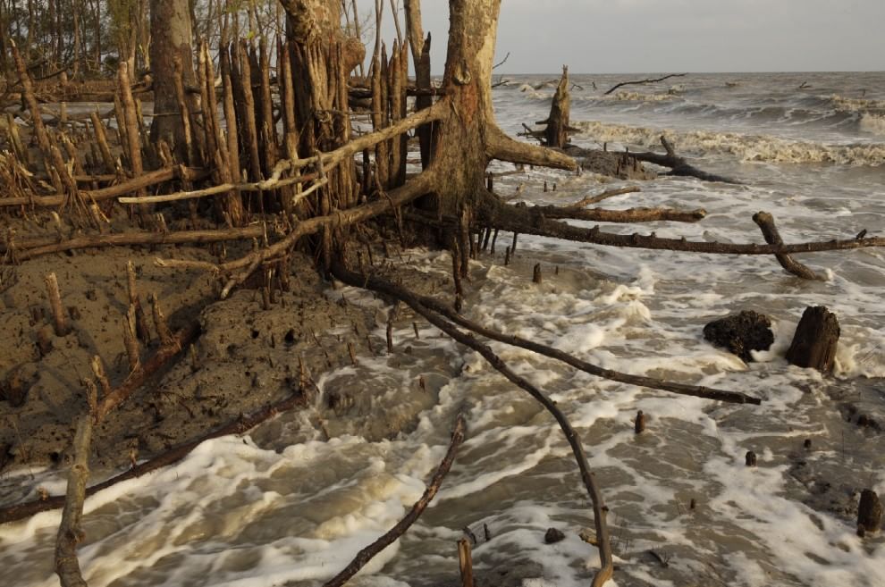 Foreste, la cintura di sicurezza verde contro i disastri naturali