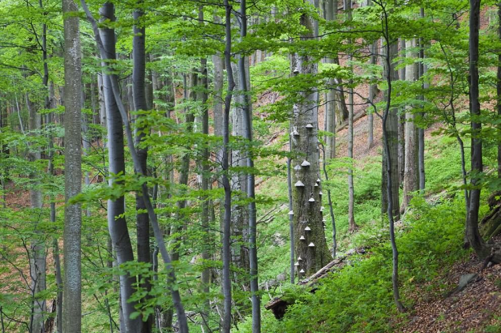 Foreste, la cintura di sicurezza verde contro i disastri naturali