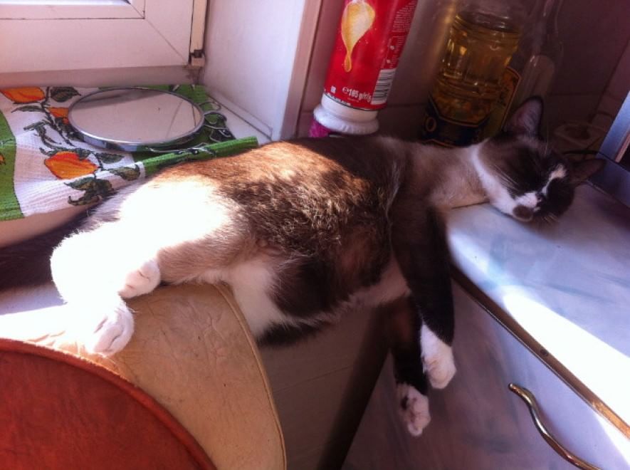 Gatti campioni di pigrizia, i posti più assurdi dove riescono a dormire  