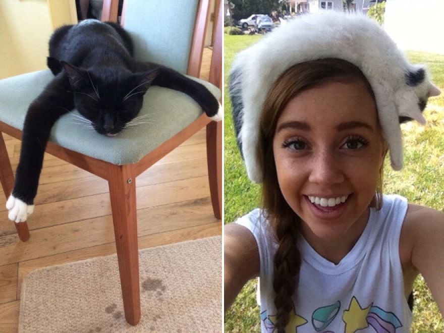 Gatti campioni di pigrizia, i posti più assurdi dove riescono a dormire  