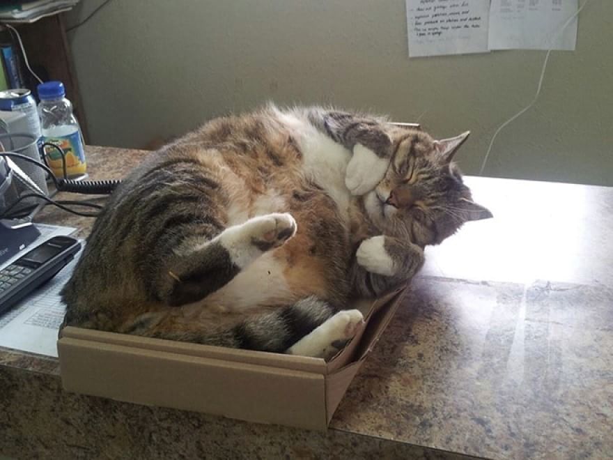Gatti campioni di pigrizia, i posti più assurdi dove riescono a dormire  