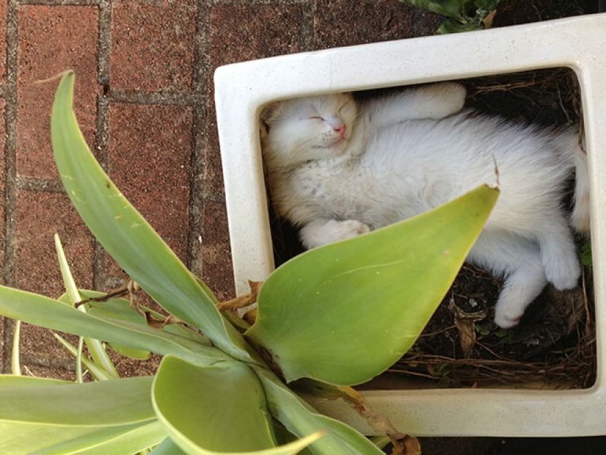 Gatti campioni di pigrizia, i posti più assurdi dove riescono a dormire  