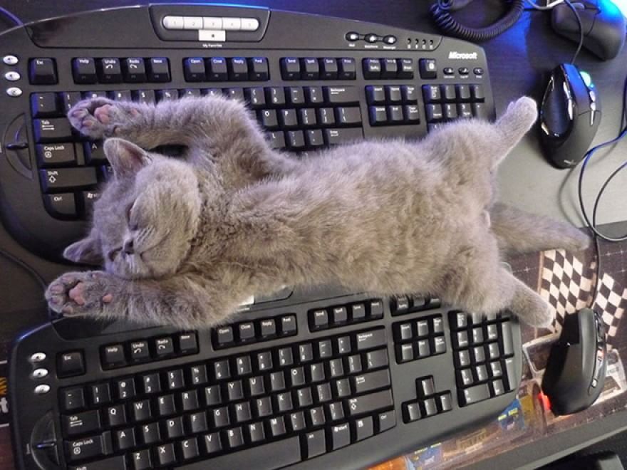 Gatti campioni di pigrizia, i posti più assurdi dove riescono a dormire  