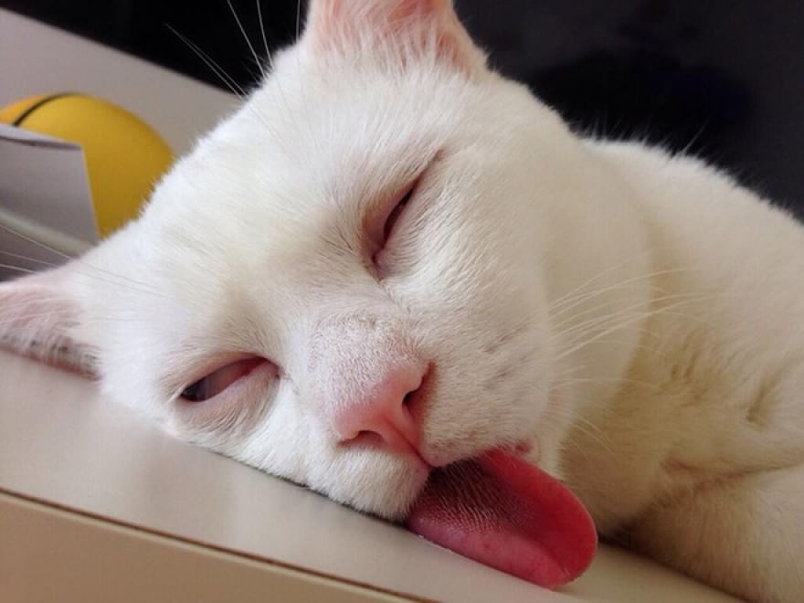 Gatti campioni di pigrizia, i posti più assurdi dove riescono a dormire  