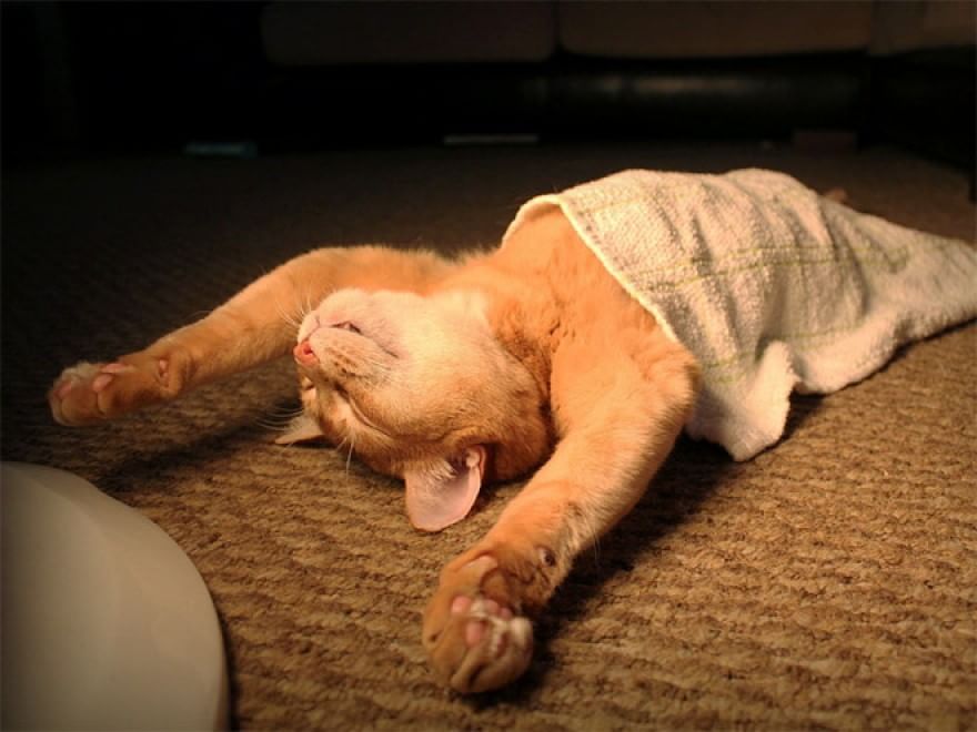 Gatti campioni di pigrizia, i posti più assurdi dove riescono a dormire  
