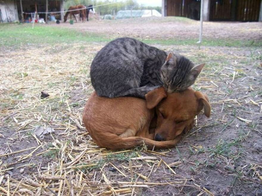 Gatti campioni di pigrizia, i posti più assurdi dove riescono a dormire  