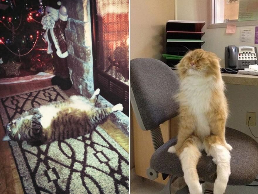 Gatti campioni di pigrizia, i posti più assurdi dove riescono a dormire  