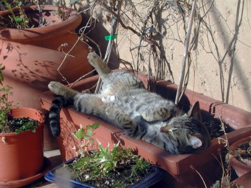 Gatti campioni di pigrizia, i posti più assurdi dove riescono a dormire  