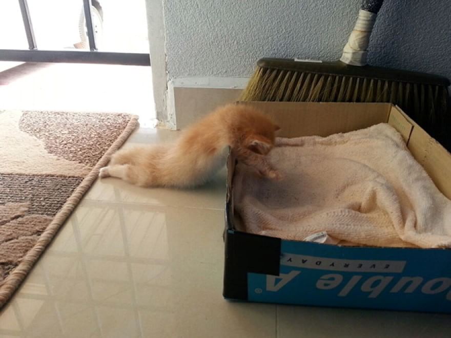 Gatti campioni di pigrizia, i posti più assurdi dove riescono a dormire  