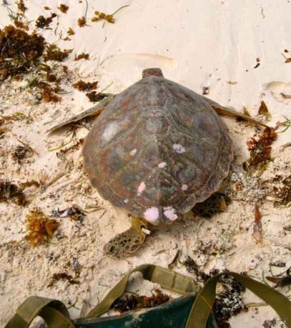 Tartarughe marine, in Kenya un "ospedale" per salvarle