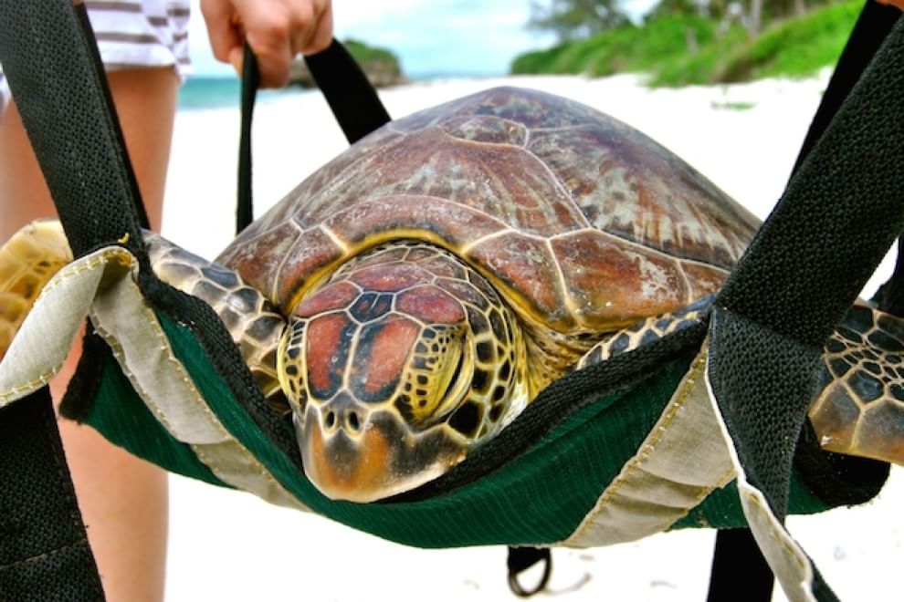 Tartarughe marine, in Kenya un "ospedale" per salvarle