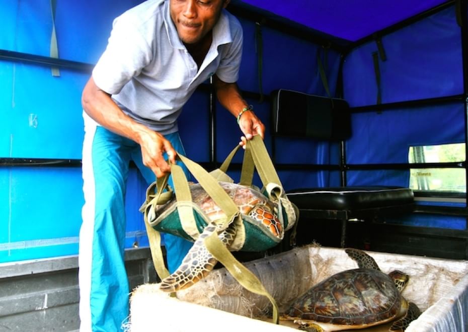 Tartarughe marine, in Kenya un "ospedale" per salvarle