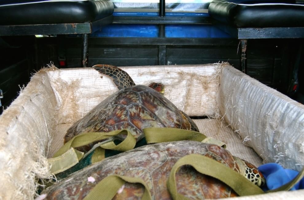 Tartarughe marine, in Kenya un "ospedale" per salvarle