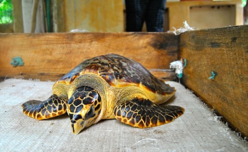 Tartarughe marine, in Kenya un "ospedale" per salvarle