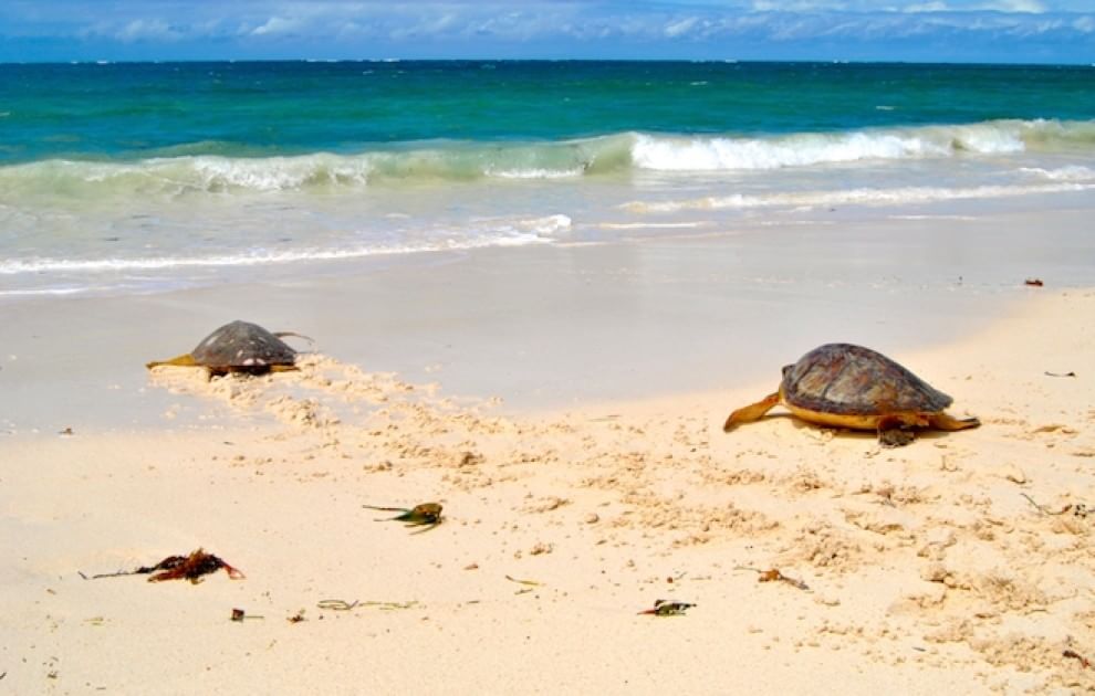 Tartarughe marine, in Kenya un "ospedale" per salvarle
