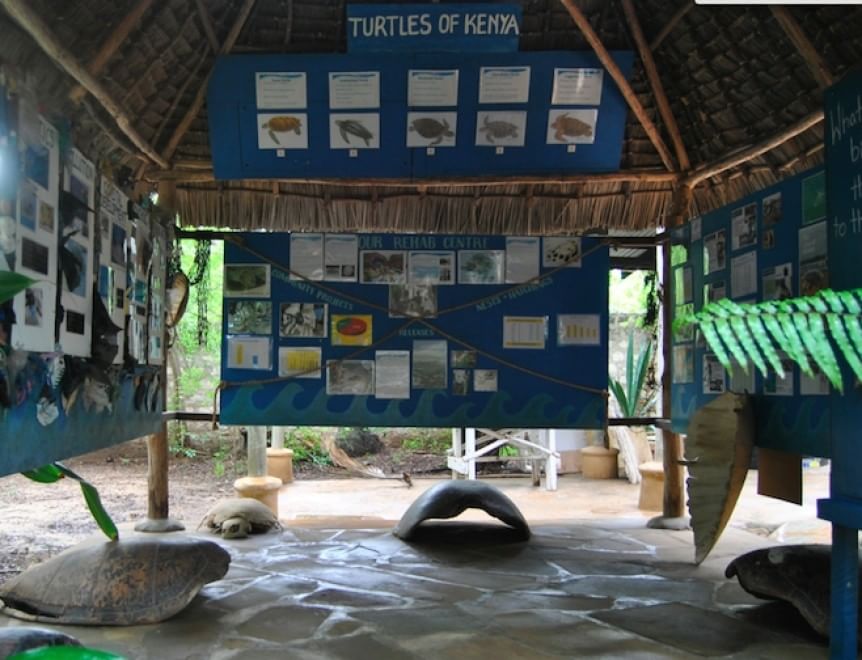 Tartarughe marine, in Kenya un "ospedale" per salvarle