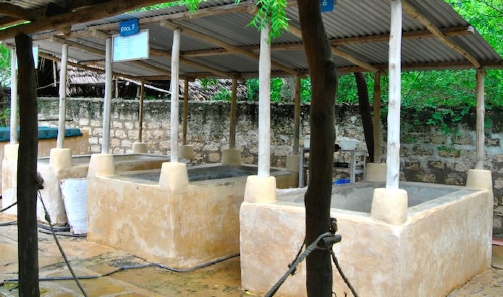 Tartarughe marine, in Kenya un "ospedale" per salvarle