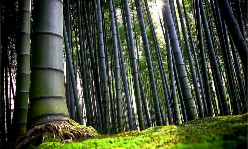 Costruire un mondo. Con il bambù