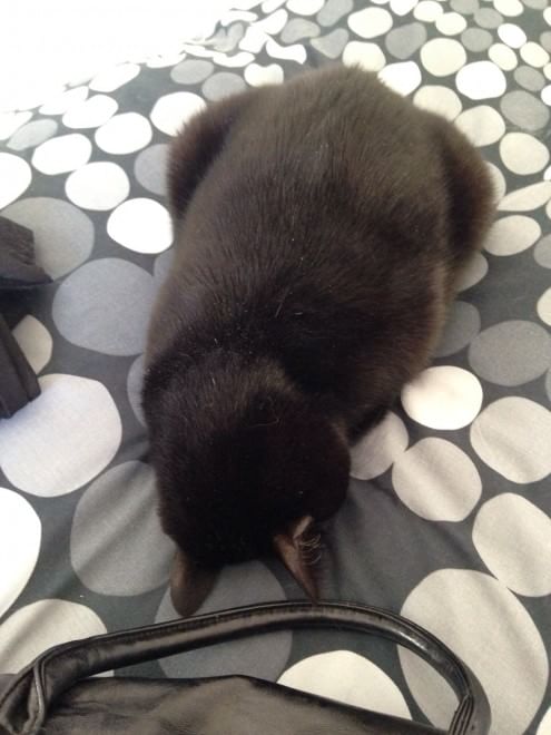 Gatti campioni di pigrizia, i posti più assurdi dove riescono a dormire  