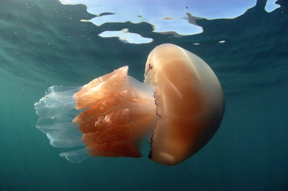 Gb, l'invasione delle meduse giganti