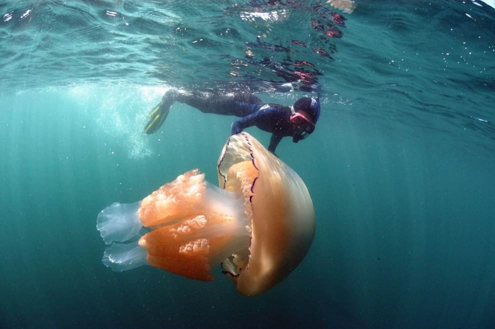 Gb, l'invasione delle meduse giganti