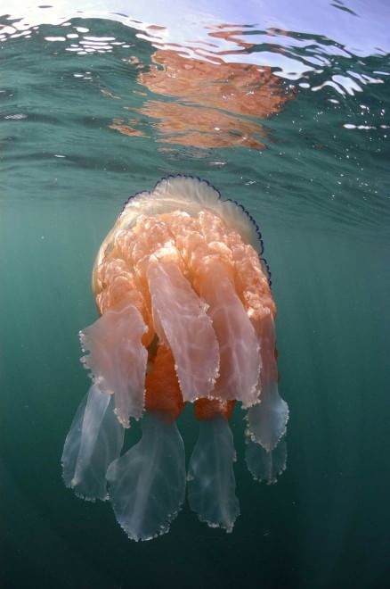 Gb, l'invasione delle meduse giganti