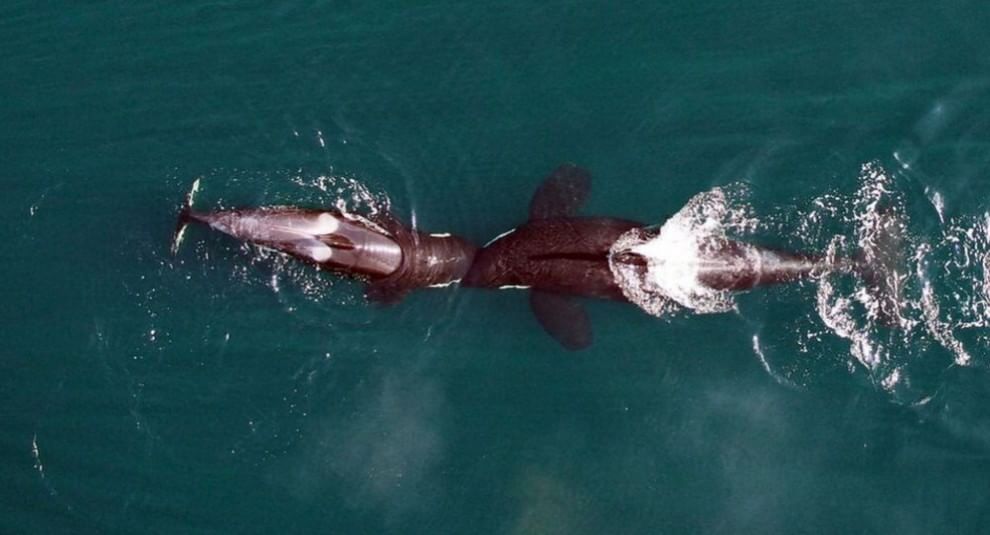 Usa, droni in volo per studiare le balene grigie del Pacifico