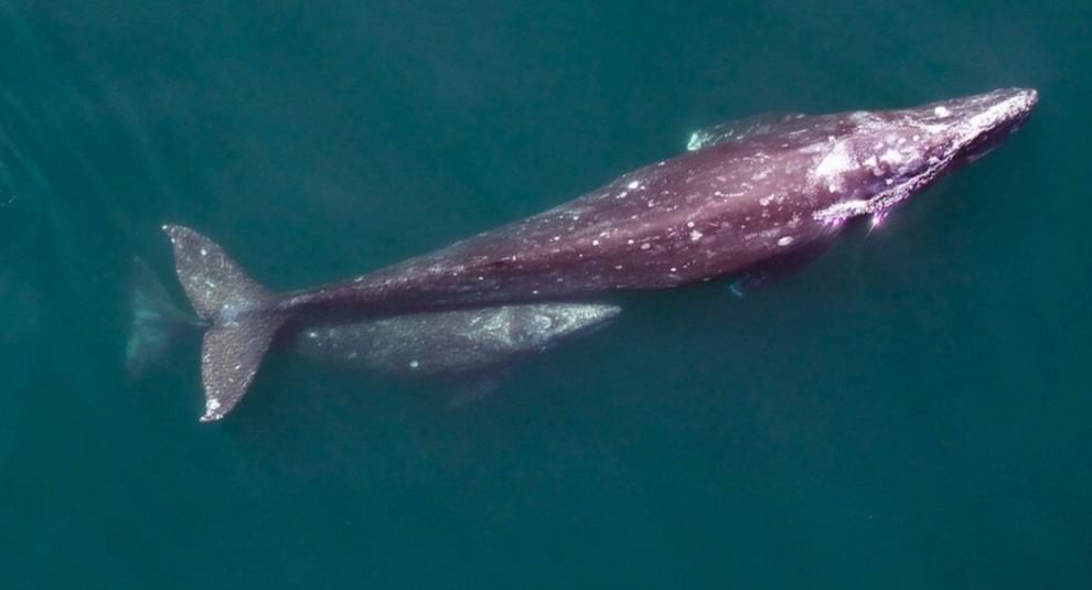 Usa, droni in volo per studiare le balene grigie del Pacifico