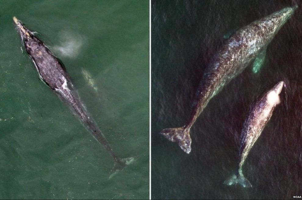 Usa, droni in volo per studiare le balene grigie del Pacifico