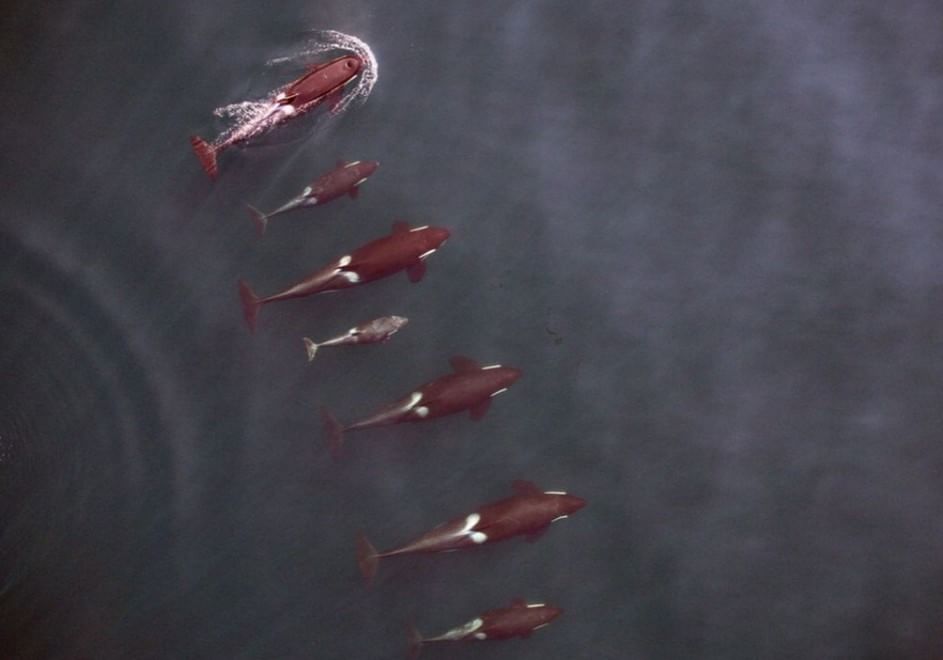 Usa, droni in volo per studiare le balene grigie del Pacifico