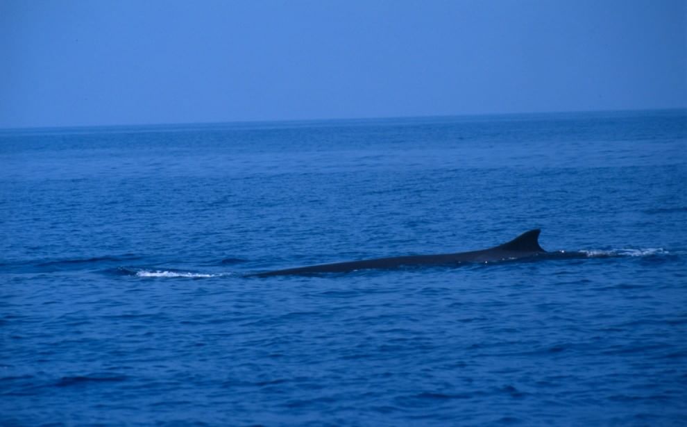 Giornata Mondiale Oceani. Wwf: "Un patrimonio su cui investire"