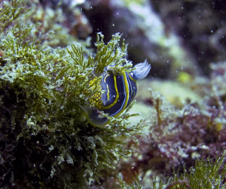 Giornata Mondiale Oceani. Wwf: "Un patrimonio su cui investire"