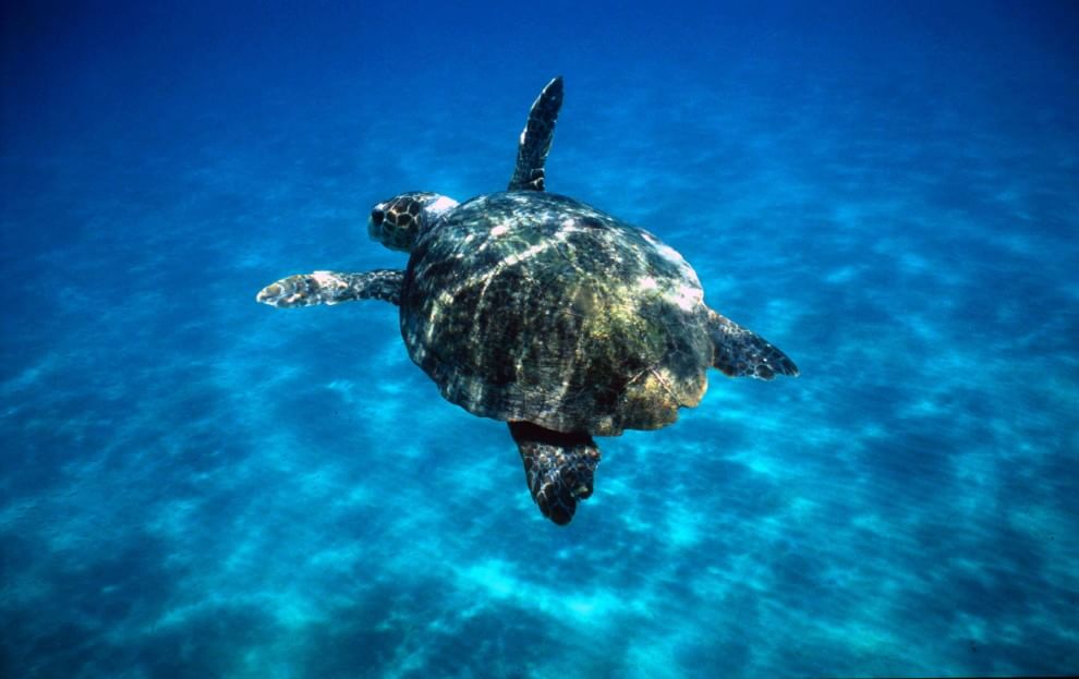 Giornata Mondiale Oceani. Wwf: "Un patrimonio su cui investire"