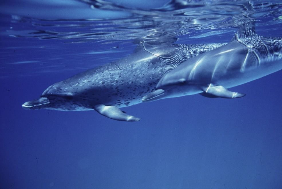Giornata Mondiale Oceani. Wwf: "Un patrimonio su cui investire"