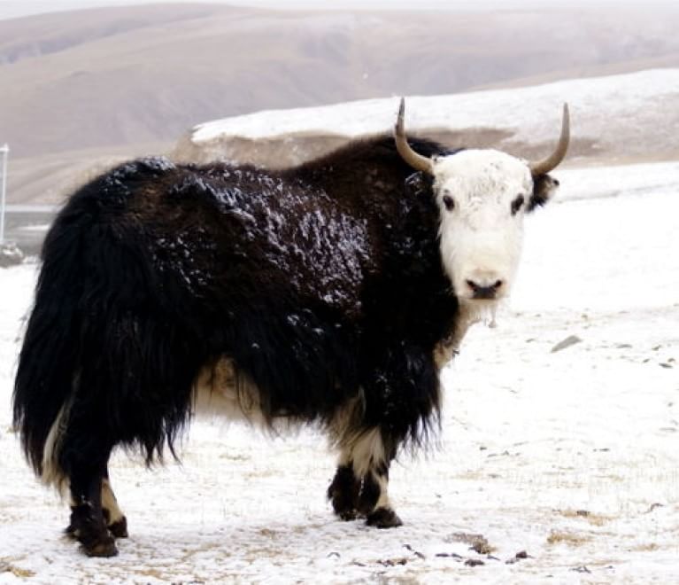 Gli animali del Qinghai, paradiso inesplorato