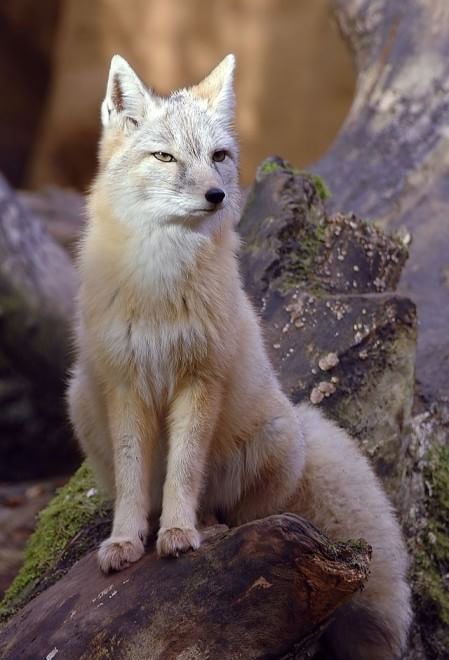 Gli animali del Qinghai, paradiso inesplorato