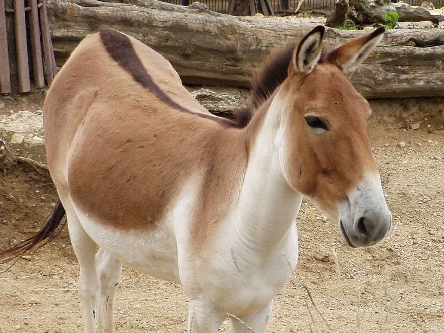 Gli animali del Qinghai, paradiso inesplorato