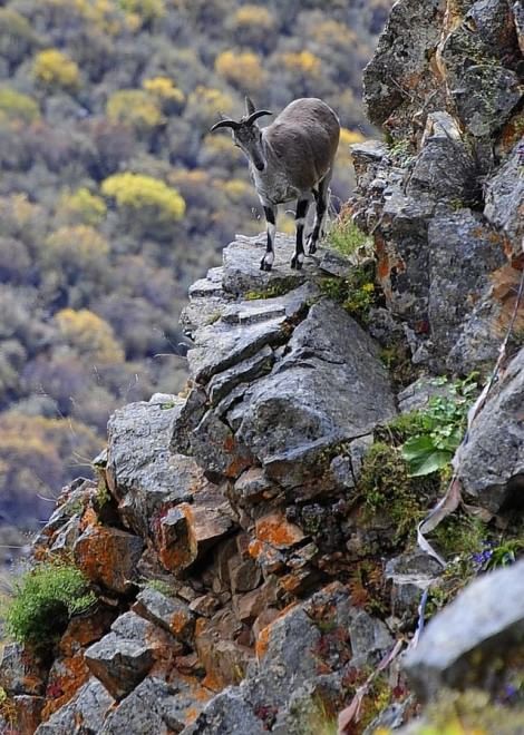 Gli animali del Qinghai, paradiso inesplorato