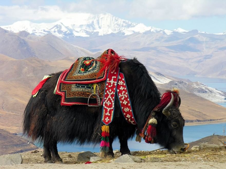 Gli animali del Qinghai, paradiso inesplorato