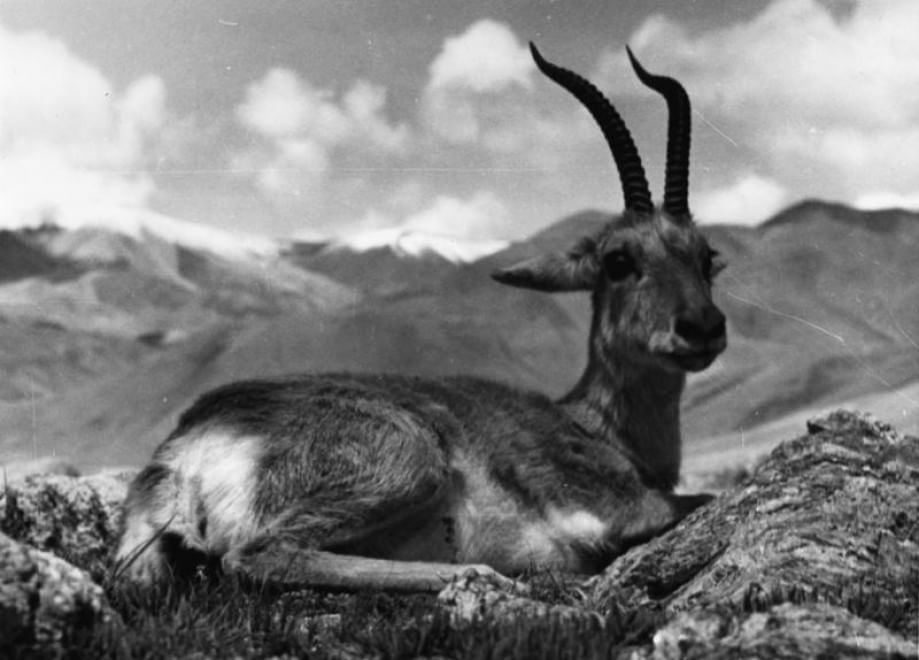 Gli animali del Qinghai, paradiso inesplorato