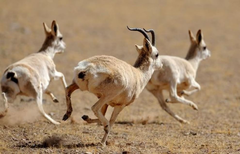 Gli animali del Qinghai, paradiso inesplorato