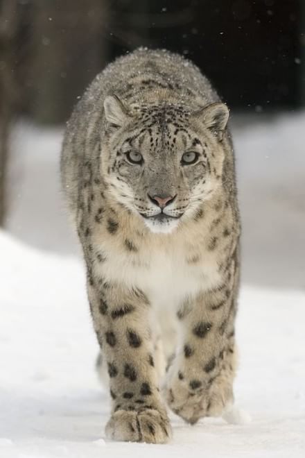 Gli animali del Qinghai, paradiso inesplorato