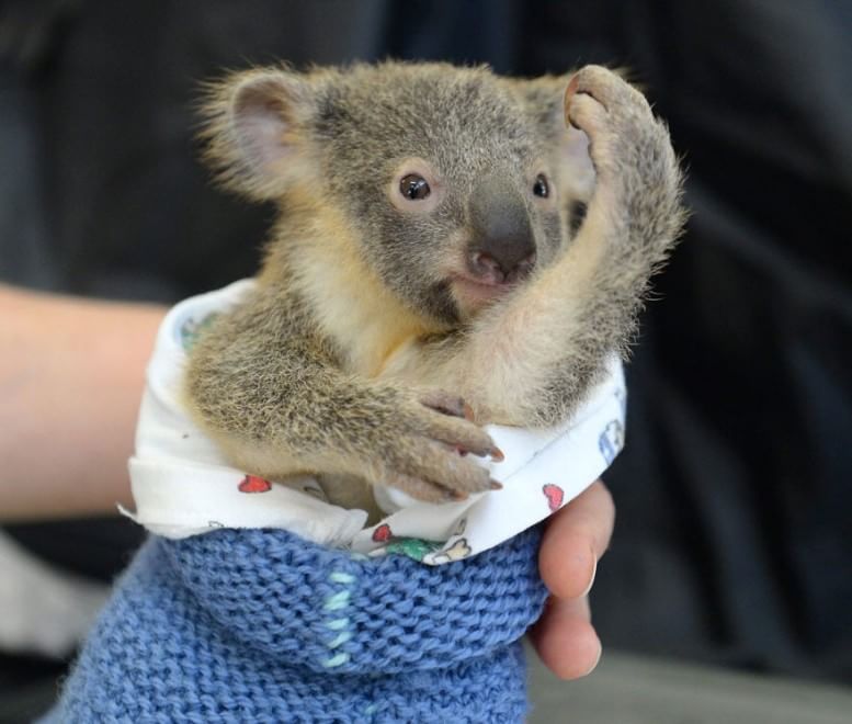 Australia, il piccolo koala abbraccia la mamma operata