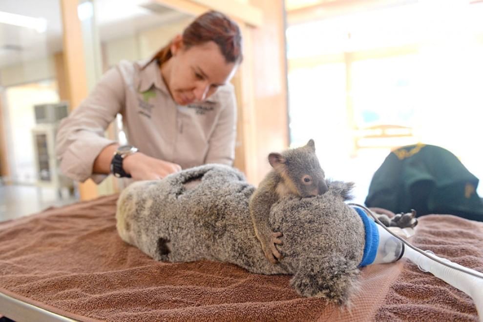 Australia, il piccolo koala abbraccia la mamma operata